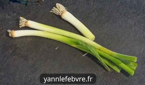 Salade niçoise : Ingrédients (crudités: cébettes). Simple & savoureuse ! par Yann lefebvre