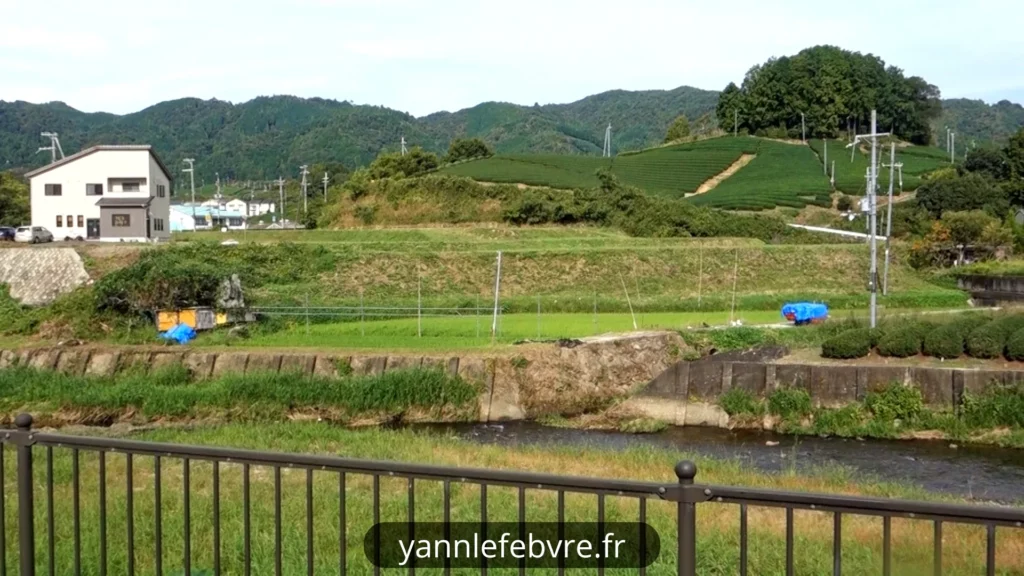 Wasuka: plantation de thé vue de l'arrêt de bus