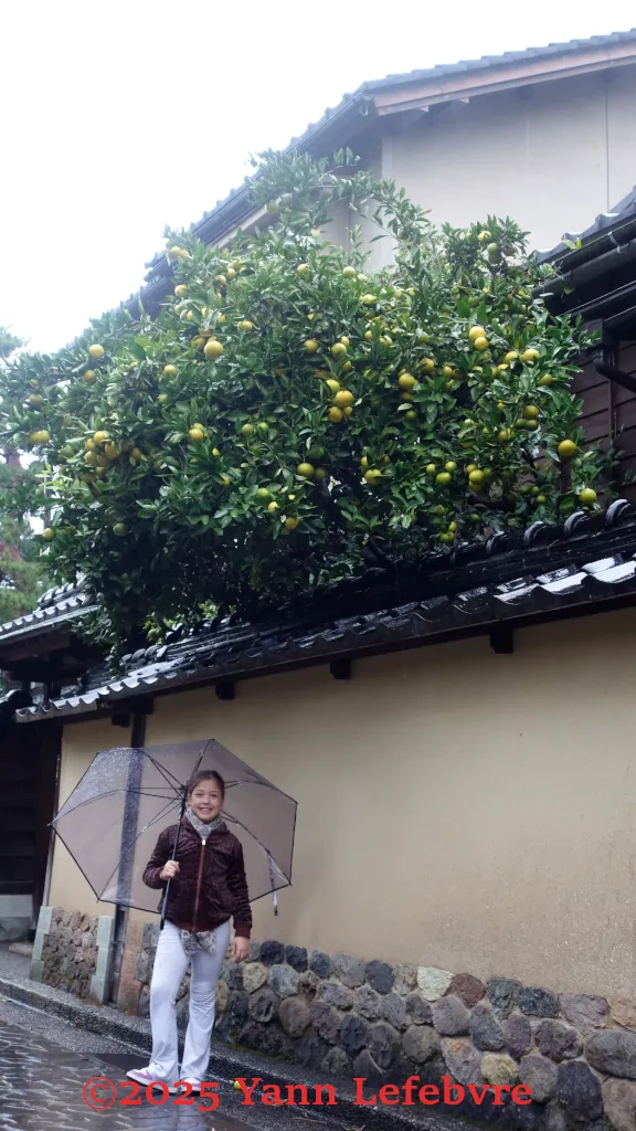 Nagamachi - rue avec Théa