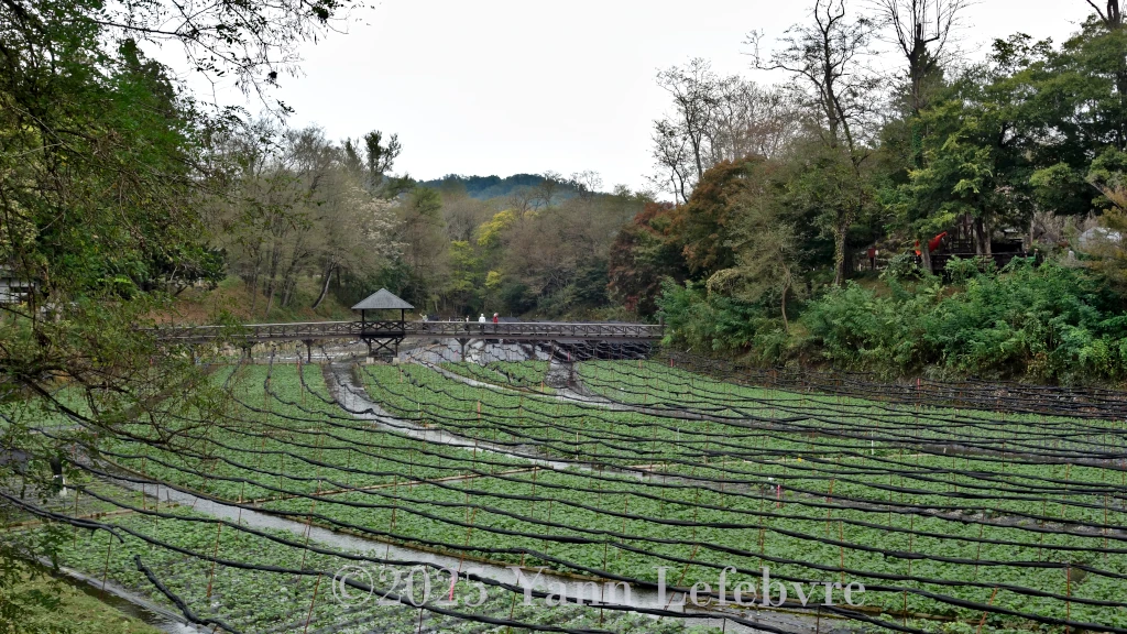 Ferme de wasabi Daio à Azumino par Yann Lefebvre