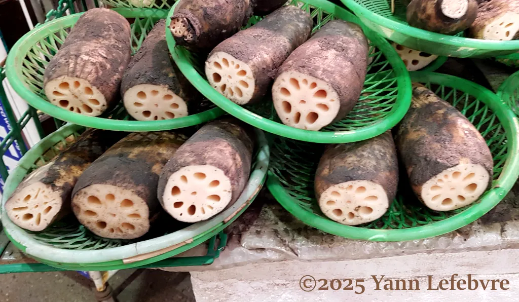 Marché d'Omicho : des légumes et fruits typiques de la région de Kaga au Omicho market à Kanazawa par Yann Lefebvre