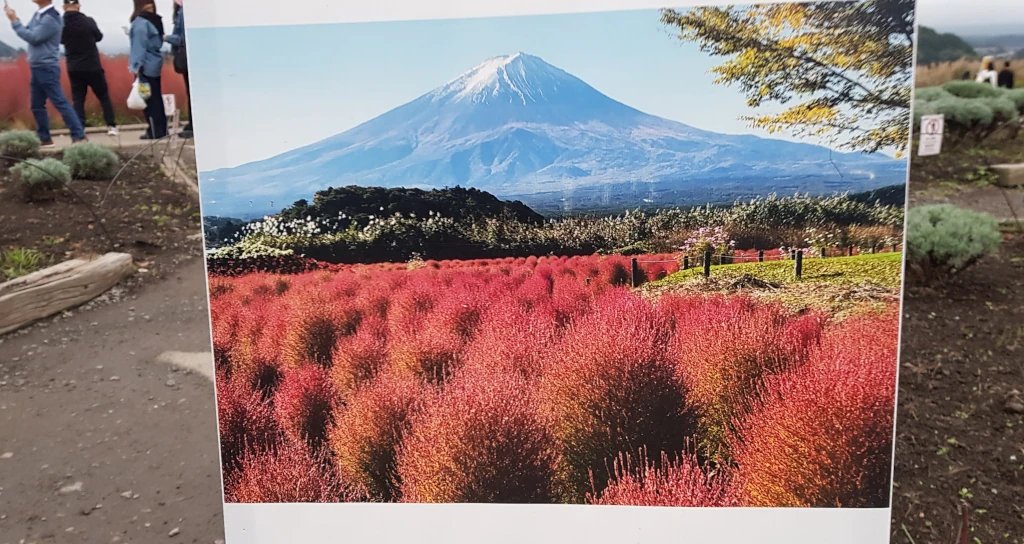 Vue du mont Fuji du lac kawagaguchiko sur une pancarte car en réalité oje n'ai rien vue (27 octobre 2024 fin de journée)
