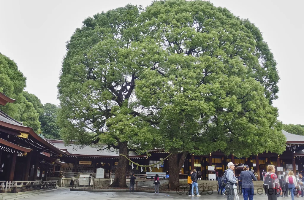 Sanctuaire Meiji-jingu octobre 2024 par Yann Lefebvre