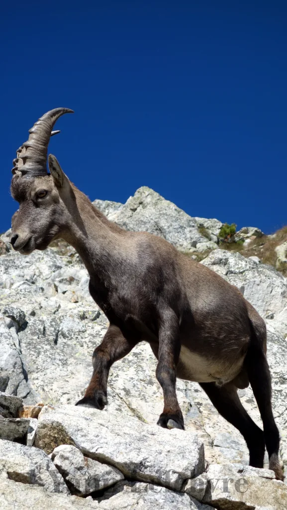 colfremamorte-bouquetin Col de Frémamorte par Yann Lefebvre
